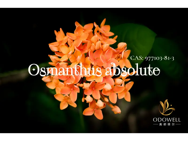 Osmanthus Absolute – přirozený podpis společnosti ODOWELL pro elegantní orientální květiny